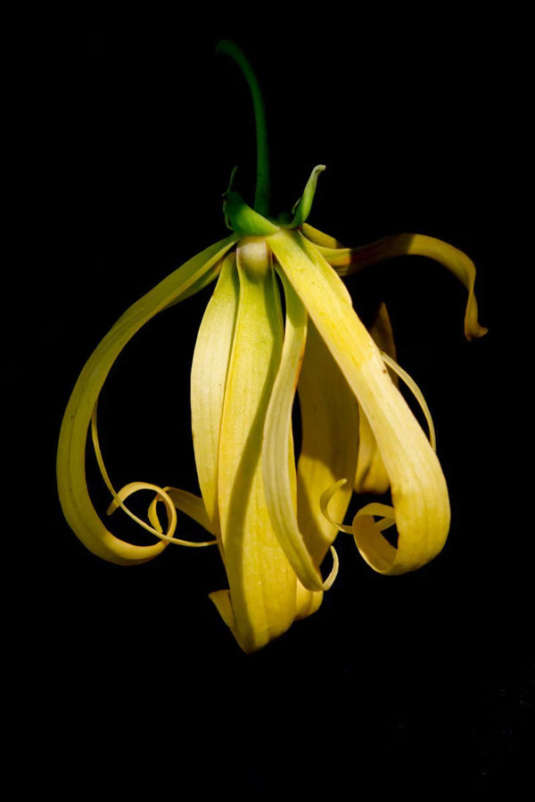The Allure of Ylang-Ylang