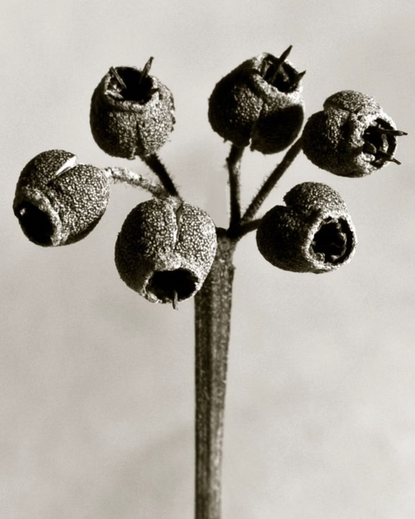 Black Pepper