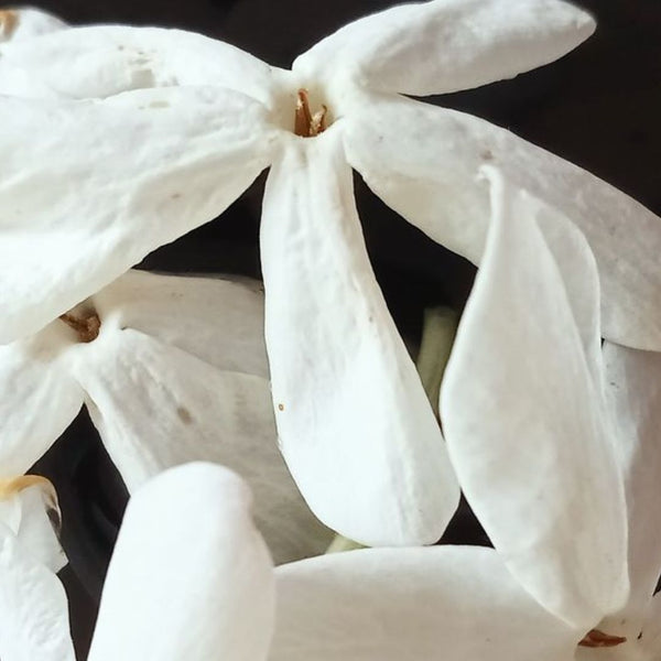 The Spellbinding Effect of Jasmine