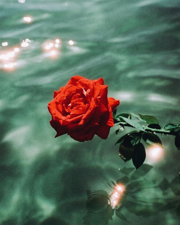 The Theatre of Red Rose
