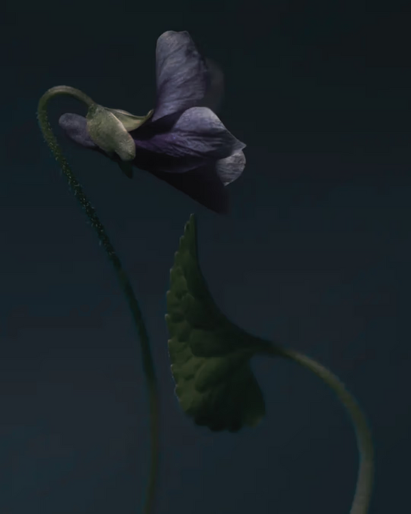 Violet Leaf