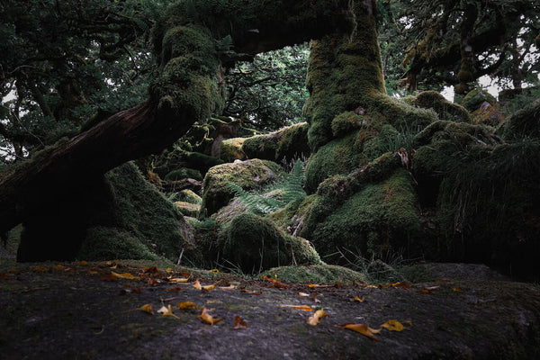 10 Ancient Forest Baths