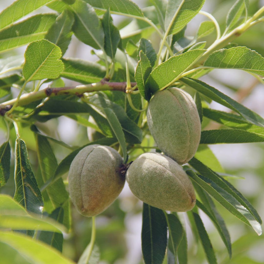 SWEET ALMOND OIL (PRUNUS AMYGDALUS DULCIS)