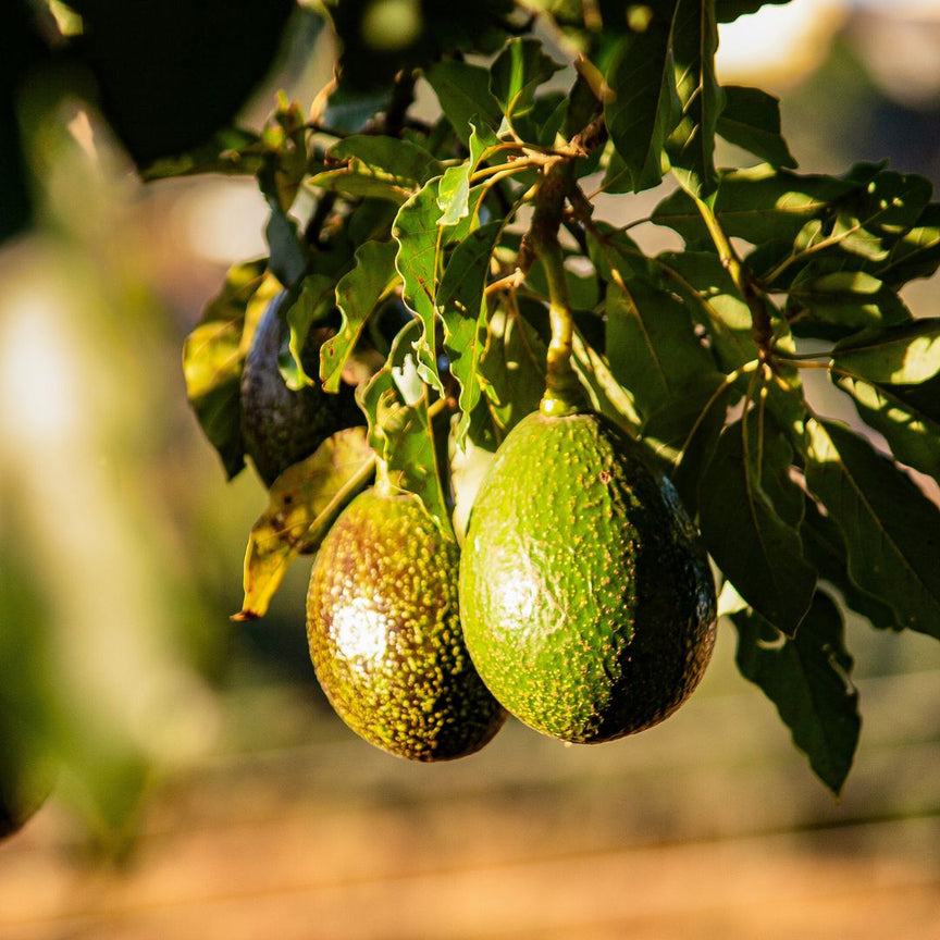 AVOCADO OIL (PERSEA AMERICANA)