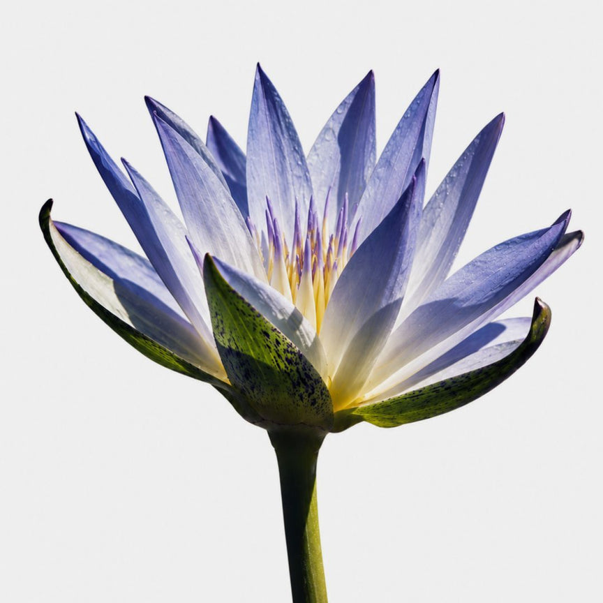 BLUE LOTUS (NYMPHAEA CAERULEA)