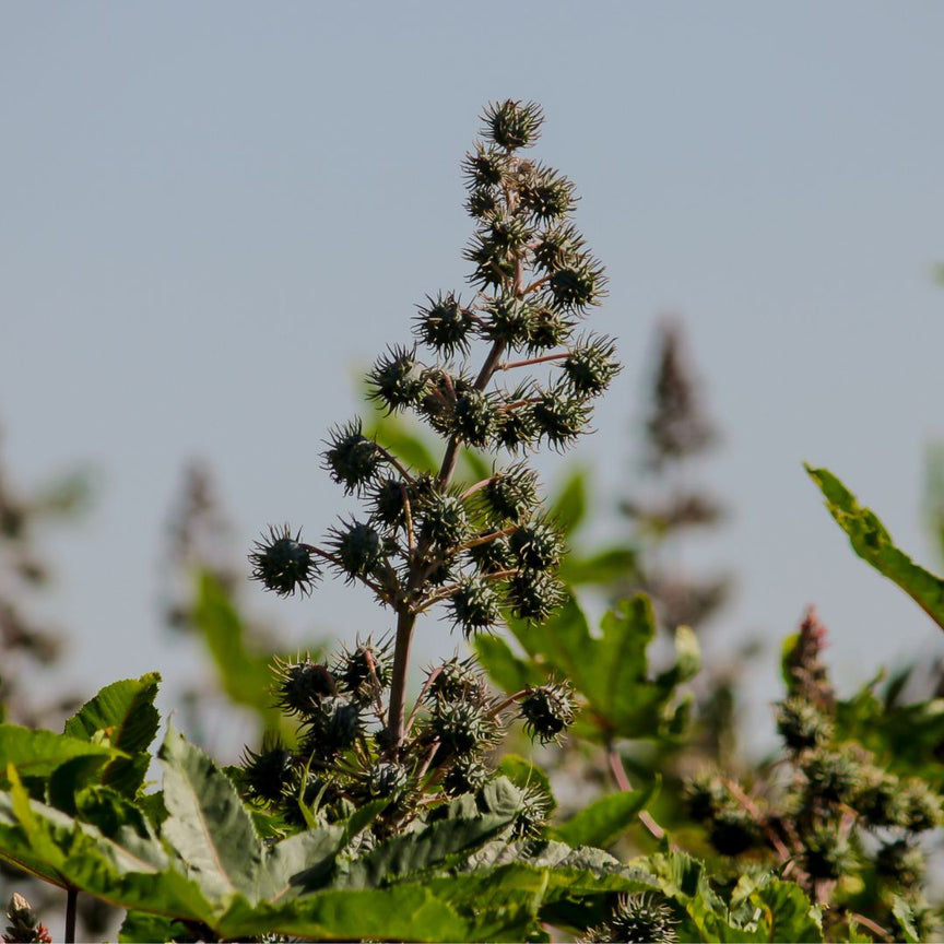 CASTOR OIL (RICINUS COMMUNIS)
