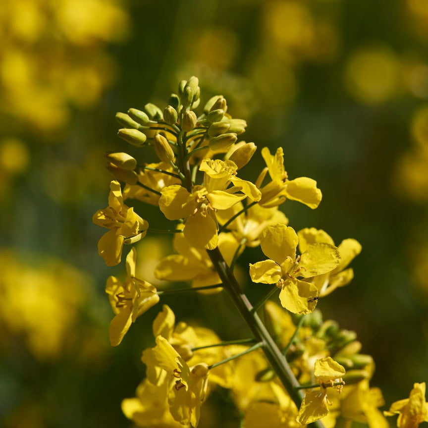 GRAPESEED OIL (VITIS VINIFERA)