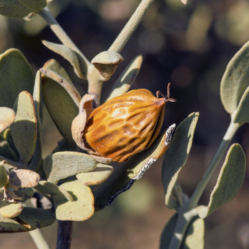 JOJOBA SEED OIL (SIMMONDSIA CHINENSIS)